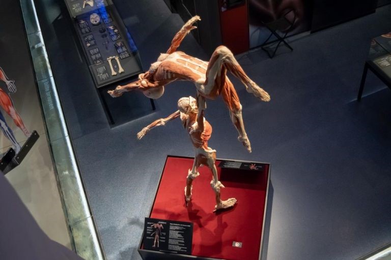 BODY WORLDS : Η μοναδική έκθεση πραγματικών ανθρωπίνων σωμάτων στην Αθήνα | tanea.gr